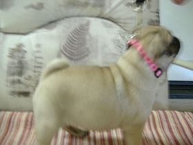 Masse's Pudgy Pugs